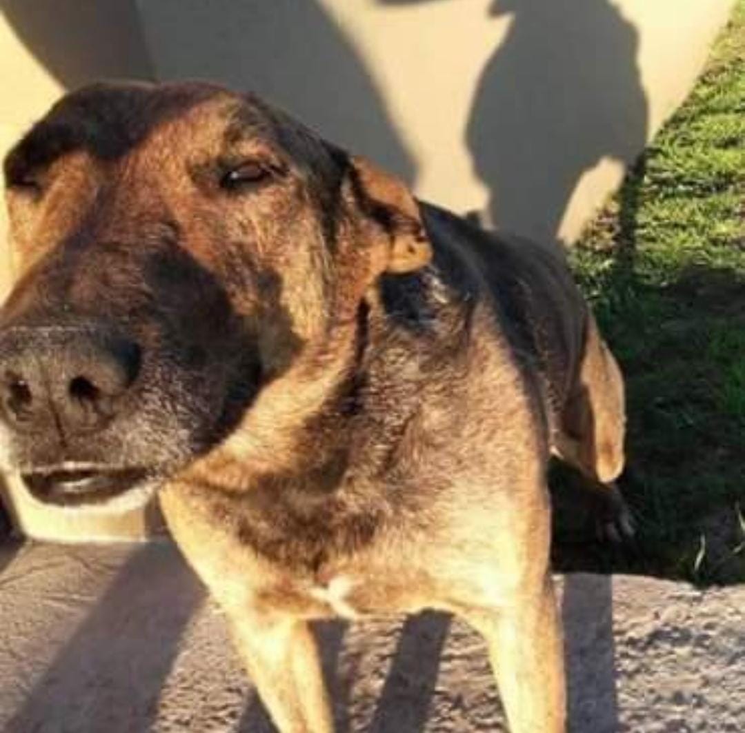 Después de cinco años adoptaron a Tito, el perro que vivía en una cajita